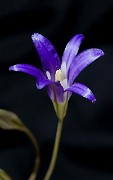 Brodiaea elegans - Elegant Brodiaea